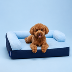 A small brown curly-haired dog sits on a raised pet bed with a navy blue base and light blue cushion, photographed against a solid light blue studio background.